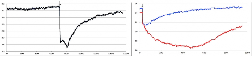 Left: thermal reaction to cold test in the rat skin at an early stage of rat anesthesia (Nembutal, 30 mg / kg, on the 10th minute). Right: thermal reaction to the cold test in the rat soles at different stages of anesthesia: for the 20th minute (blue curve); on the 30th minute (red curve). The X axis is the time in seconds, the Y axis is the temperature in оС. Black arrow indicates the moment of the stimulus application.
